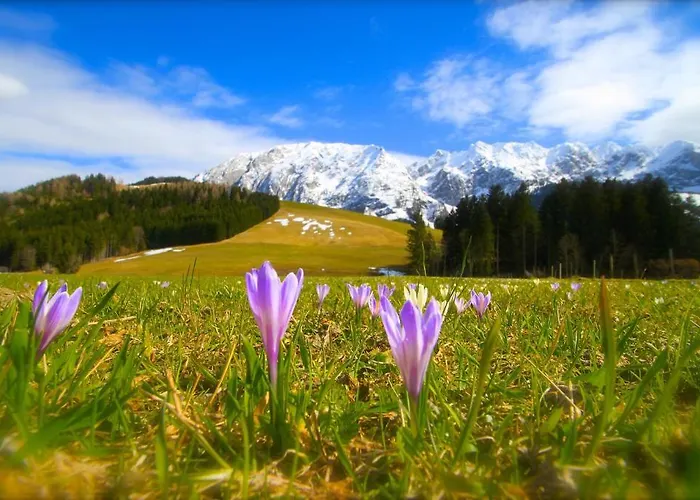 Apartment Appartements-restaurant Schwaiger *